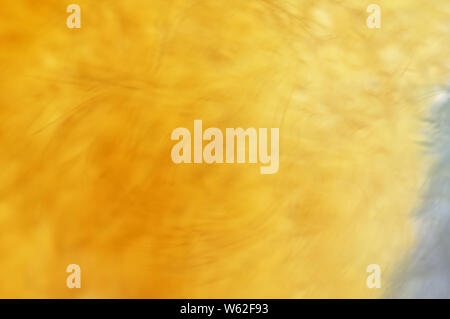 Abstract blurred fur background . Effect  blue and yellow Stock Photo