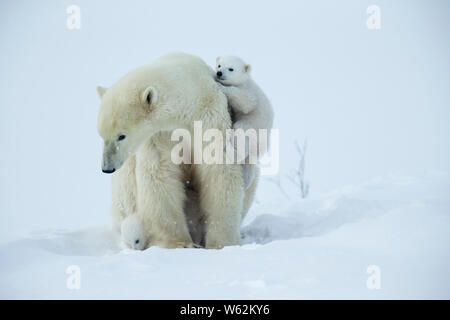 Polar bear and her cubs wake from their den in spring Stock Photo