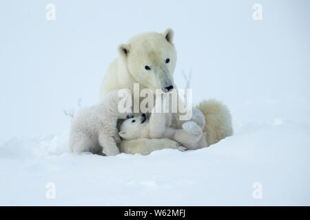Polar bear and her cubs wake from their den in spring Stock Photo