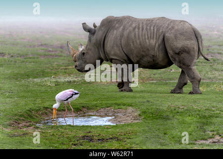 Yellow billed stork (Mycteria ibis), male, from sub-saharan Africa, drinking water from pond in grass, with black rhinoceros (Diceros bicornis) walkin