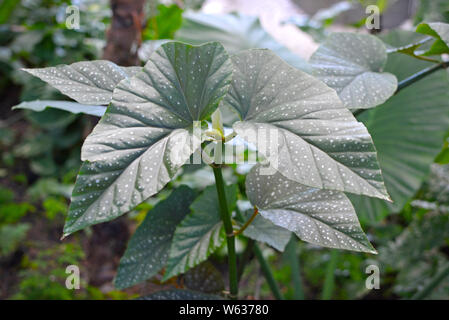 Begonia corallina de lucerna hi-res stock photography and images - Alamy