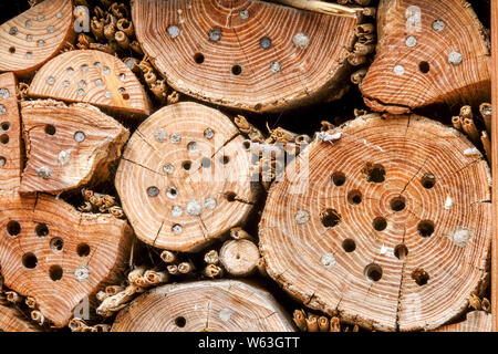 Bug hotel Material holes in old tree trunks, suitable for solitary bees, genus Anthidium Stock Photo