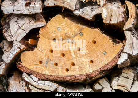 Bug hotel Material holes in old tree trunks, suitable for solitary bees, genus Anthidium Stock Photo