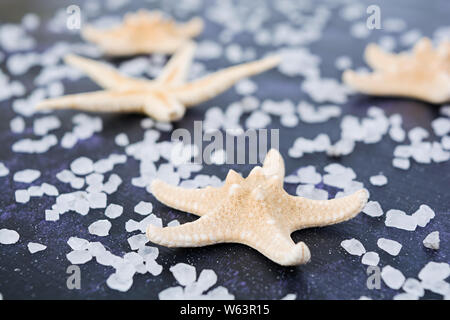 Seashell and starfish on dark background Stock Photo