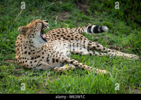 Cheetah lies yawning widely in short grass Stock Photo