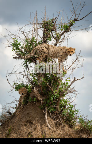 Cheetah cub standing in bush above another Stock Photo