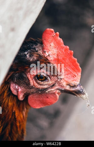 Vertical photography of sad brown hen close up. Unhealty looking chicken. Animal abuse, cruelty to animals. Chicken flu, mildew on head, diseases. Chicken cages, free range chickens. Stock Photo