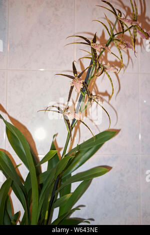 colorful flowers of Brassia shelob, spider orchid Stock Photo