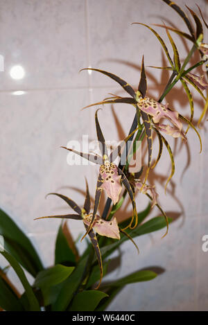 colorful flowers of Brassia shelob, spider orchid Stock Photo