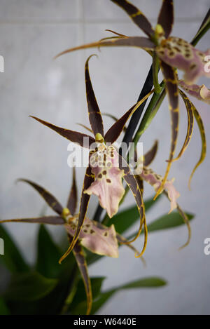 colorful flowers of Brassia shelob, spider orchid Stock Photo