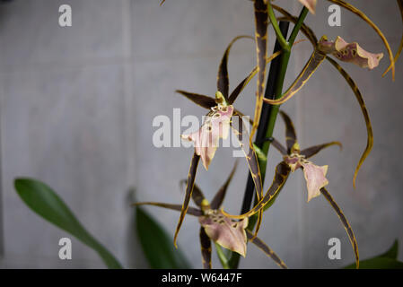 colorful flowers of Brassia shelob, spider orchid Stock Photo