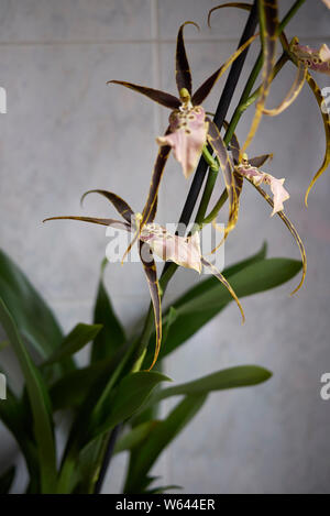 colorful flowers of Brassia shelob, spider orchid Stock Photo