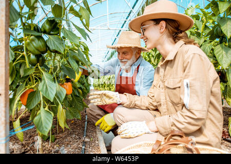 Happy young woman with senior grandfather harvesting sweet peppers on a small agricultural farm in the hothouse. Concept of a small family agribusines Stock Photo