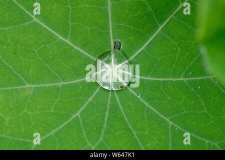 Rain water droplet on a green nasturtium leaf. surface tension. Stock Photo