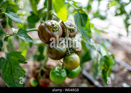 Branch with growing black tomatoes on the organic plantation, close-up view Stock Photo