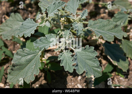 Chrozophora tinctoria plant close up Stock Photo