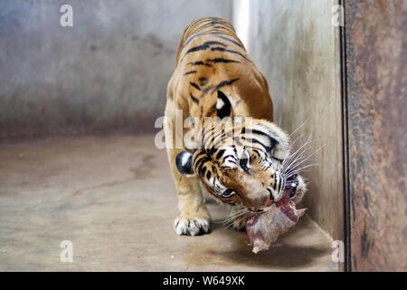 The Bengal tiger Nan Nan, which gave birth to four newborn Bengal tiger cubs, eats lunch at the Shanghai Zoo in Shanghai, China, 31 August 2018.   The Stock Photo