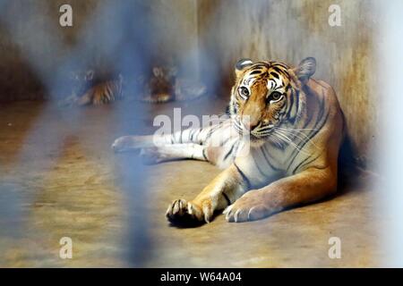 The Bengal tiger Nan Nan, which gave birth to four newborn Bengal tiger cubs, rests at the Shanghai Zoo in Shanghai, China, 31 August 2018.   The Shan Stock Photo