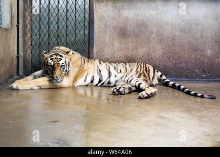 The Bengal tiger Nan Nan, which gave birth to four newborn Bengal tiger cubs, rests at the Shanghai Zoo in Shanghai, China, 31 August 2018.   The Shan Stock Photo