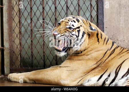 The Bengal tiger Nan Nan, which gave birth to four newborn Bengal tiger cubs, rests at the Shanghai Zoo in Shanghai, China, 31 August 2018.   The Shan Stock Photo