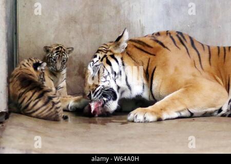 The Bengal tiger Nan Nan, which gave birth to four newborn Bengal tigers, eats lunch next to her cubs at the Shanghai Zoo in Shanghai, China, 31 Augus Stock Photo