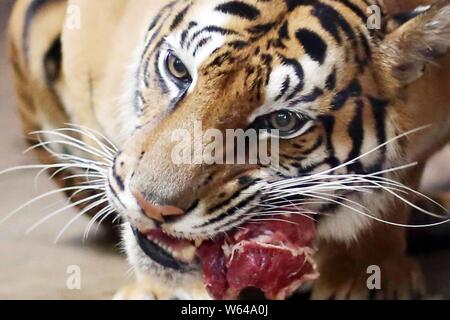 The Bengal tiger Nan Nan, which gave birth to four newborn Bengal tiger cubs, eats lunch at the Shanghai Zoo in Shanghai, China, 31 August 2018.   The Stock Photo