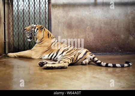 The Bengal tiger Nan Nan, which gave birth to four newborn Bengal tiger cubs, rests at the Shanghai Zoo in Shanghai, China, 31 August 2018.   The Shan Stock Photo