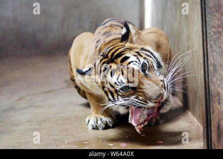 The Bengal tiger Nan Nan, which gave birth to four newborn Bengal tiger cubs, eats lunch at the Shanghai Zoo in Shanghai, China, 31 August 2018.   The Stock Photo