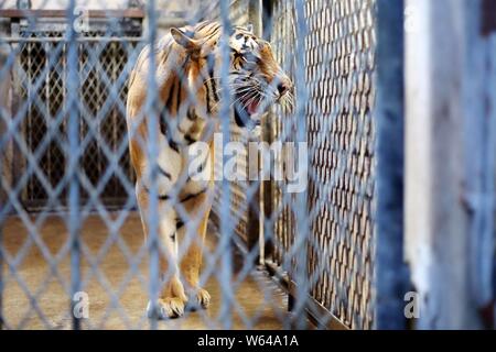 The Bengal tiger Nan Nan, which gave birth to four newborn Bengal tiger cubs, rests at the Shanghai Zoo in Shanghai, China, 31 August 2018.   The Shan Stock Photo