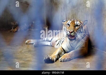 The Bengal tiger Nan Nan, which gave birth to four newborn Bengal tiger cubs, rests at the Shanghai Zoo in Shanghai, China, 31 August 2018.   The Shan Stock Photo