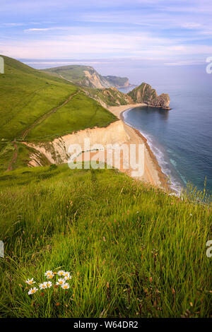 The Durdle Door rock arch and blossoming flowers on the Dorset Coast of Southern England at sunset.  Jurassic Coast, UK