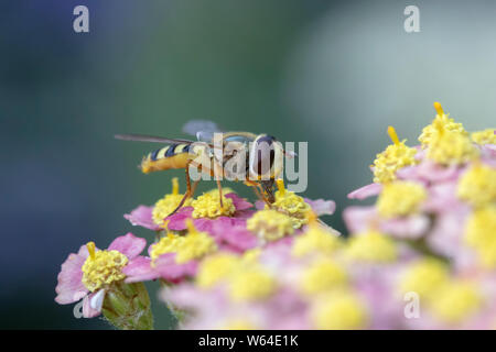 Hover Fly (Sphaerophoria Scripta) on Achillea millefollium ‘Summer pastels’ Stock Photo