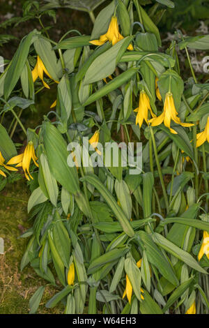 Uvularia Grandiflora - large-flowered Bellwort Stock Photo