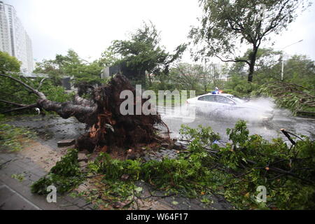 A police car drives past trees uprooted by strong wind caused by Typhoon Mangkhut, the 22nd typhoon of the year, on a flooded road in Shenzhen city, s Stock Photo