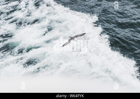 One grey seagull flying over waves in motion and hunting for the fish. Marine bird life. Nature background. Stock Photo