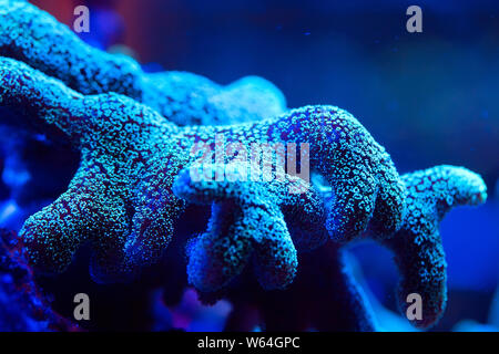 Beautiful and colorful corals in a marine aquarium. Stock Photo