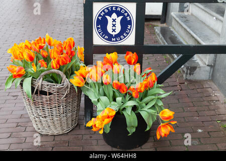 Amsterdam, Netherlands - February 25, 2017: Colorful tulip flowers stand near the entrance of Amsterdam Tulip Museum, tourist shop with bulbous flower Stock Photo