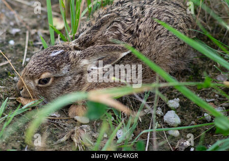 Threatened young baby rabbit hidding cower under green bush Stock Photo