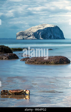 Funny View of Bass Rock with crab. Bass Rock has world's largest colony of Northern gannets. North Berwick. Scotland Stock Photo