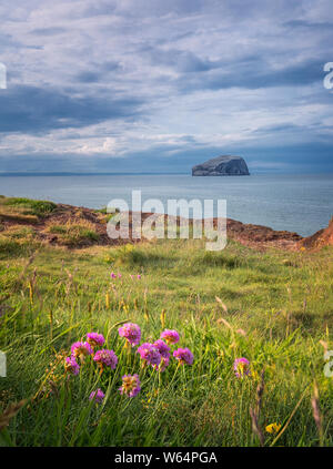 Views on blooming flowers and  Bass Rock. Bass Rock has world's largest colony of Northern gannets. North Berwick. North Sea, Scotland. United Kingdom Stock Photo