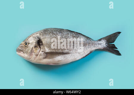 One dorado on pastel blue background. Fish pattern. Top view, flat lay. Concept capture, hook fish. Stock Photo