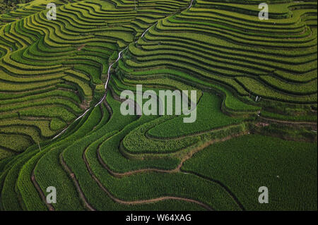 Aerial view of the green Jiabang terraced rice fields in Congjiang county, Qiandongnan Miao and Dong Autonomous Prefecture, southwest China's Guizhou Stock Photo