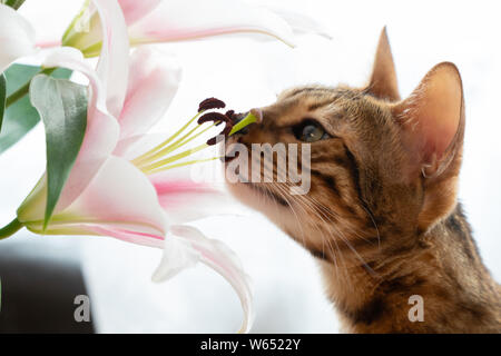 cute Bengal cat sniffs lilly flowers. Stock Photo