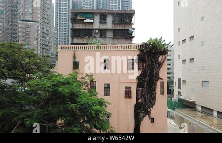 View of a four-storey-tall banyan tree that grows out of and through the exterior wall of a residential apartment building in Guangzhou city, south Ch Stock Photo