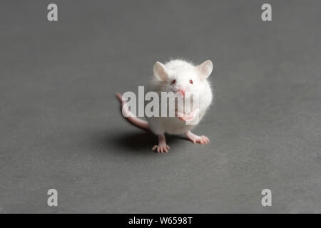 Cute White Mouse on with sweet Face Stock Photo