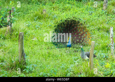 Peafowl is a common name for three species of birds in the genera Pavo and Afropavo of the Phasianidae family, the pheasants and their allies. Male pe Stock Photo