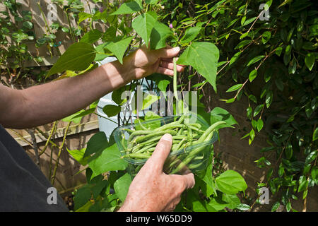 Close up of gardener picking cobra climbing green runner beans and a plastic container tray dish in summer England UK United Kingdom GB Great Britain Stock Photo