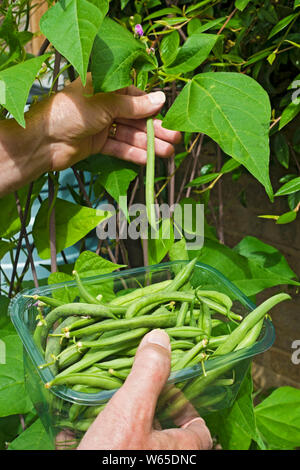 Close up of person man picking cobra climbing green runner beans and a plastic container tray dish England UK United Kingdom GB Great Britain Stock Photo