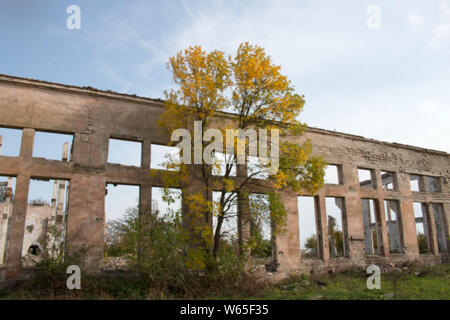 Green living tree on the background of a gloomy destroyed building. Violence of life and destruction Stock Photo