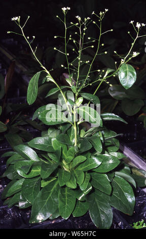 Flowering Common water pimpernel or Green water rose (Samolus valerandi) Stock Photo